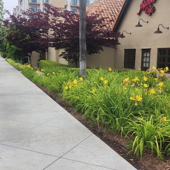 rose garden landscaping